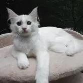 ノルウェージャンフォレストキャット【京都府・女の子・2025年2月8日・ホワイト】の写真8