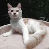 ノルウェージャンフォレストキャット【京都府・男の子・2025年2月14日・クリームタビー&ホワイト】の写真10