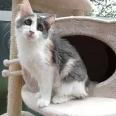 ノルウェージャンフォレストキャット【京都府・女の子・2025年2月8日・ブルトーティー&ホワイト(縞なし)】の写真9