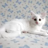 ノルウェージャンフォレストキャット【京都府・女の子・2025年2月8日・ホワイト】の写真12