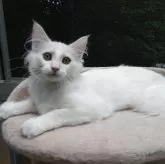 ノルウェージャンフォレストキャット【京都府・女の子・2025年2月8日・ホワイト】の写真9