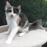 ノルウェージャンフォレストキャット【京都府・女の子・2025年2月8日・ブルトーティー&ホワイト(縞なし)】の写真10