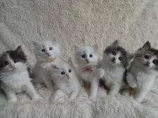 ノルウェージャンフォレストキャット【京都府・女の子・2025年2月8日・ホワイト】の写真13「集合写真♪」