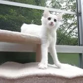 ノルウェージャンフォレストキャット【京都府・女の子・2025年2月8日・ホワイト】の写真10