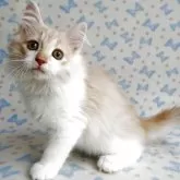 ノルウェージャンフォレストキャット【京都府・男の子・2025年2月14日・クリームタビー&ホワイト】の写真12