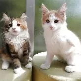 ノルウェージャンフォレストキャット【京都府・男の子・2025年5月26日・クリームクラシックタビー&ホワイト】の写真5