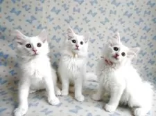 ノルウェージャンフォレストキャット【京都府・女の子・2025年2月8日・ホワイト】の写真14