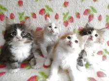 ノルウェージャンフォレストキャット【京都府・男の子・2025年5月26日・クリームクラシックタビー&ホワイト】の写真14