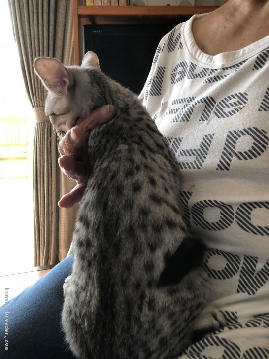 美しい、斑点模様のエジプシャン マウです。｜林　良子(はやし　よしこ)ブリーダー(千葉県・ロシアンブルーなど・AACC/CPRO登録)の紹介写真3