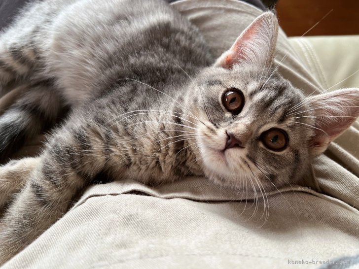 ブリティッシュショートヘア【・女の子・2023年10月23日・ブルータビー】