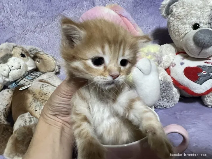 ID：2202-01698の子猫