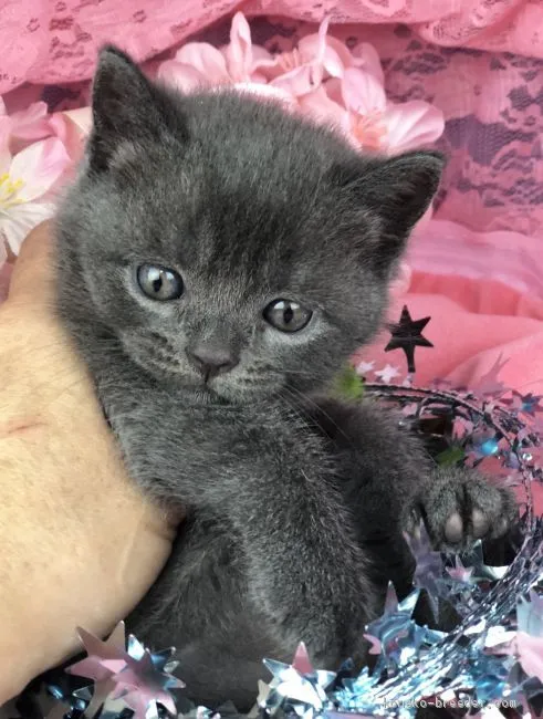 ID:1903-01469の子猫