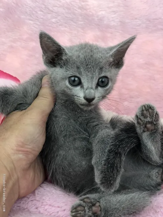ID:1810-01255の子猫