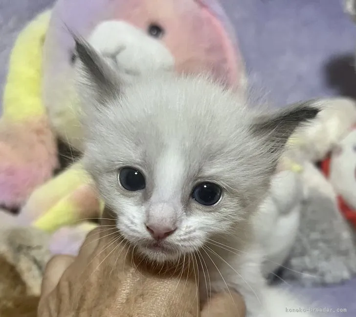 ID:2202-01737の子猫
