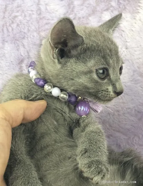 ねゅあ 様のお迎えした子猫