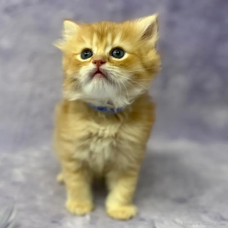 ID:2307-03497の子猫
