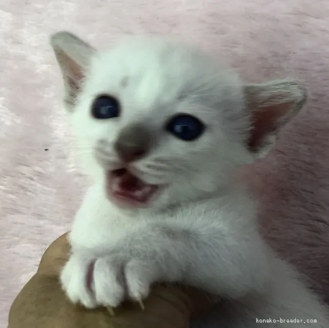 ID：1909-00700の子猫