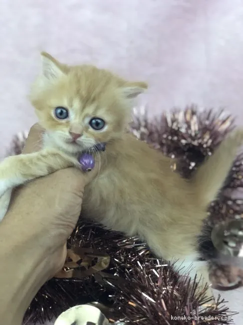 ID:1910-01687の子猫