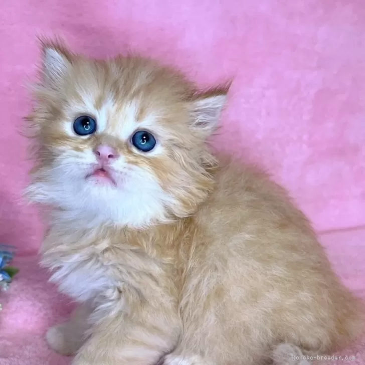 ID：2410-03305の子猫