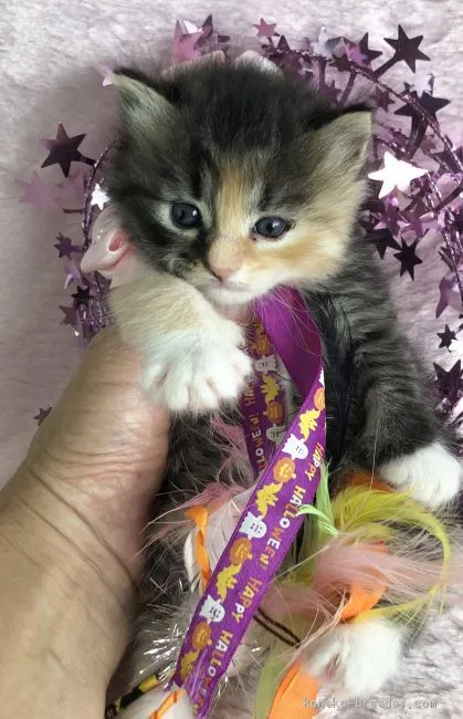 ID:1909-00450の子猫