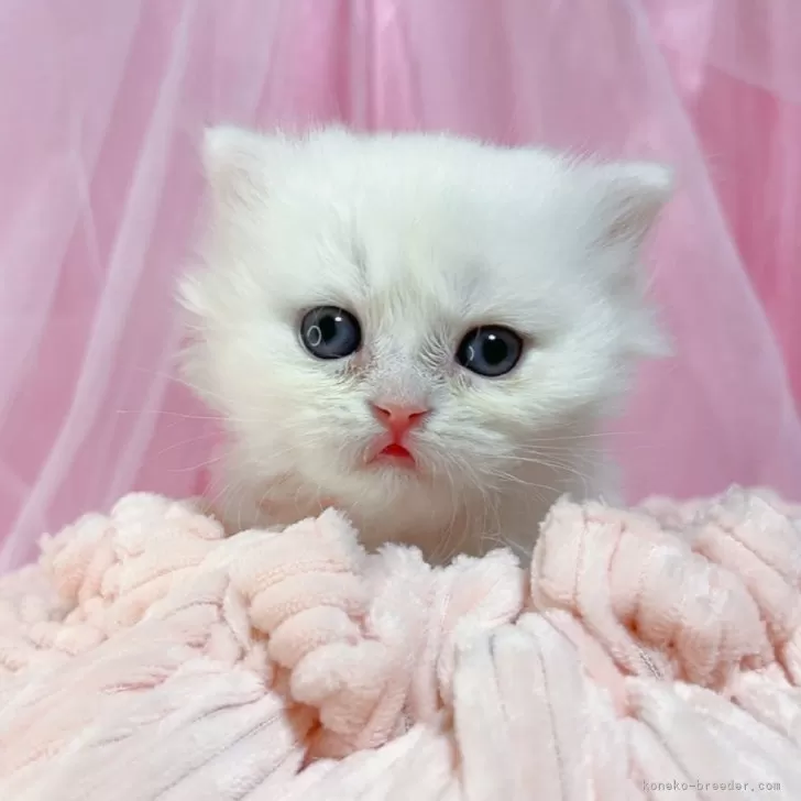 ID：2312-01643の子猫