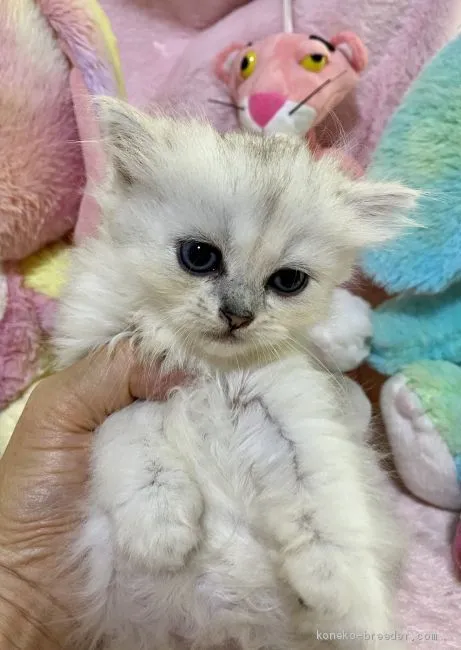 ID:2009-00929の子猫