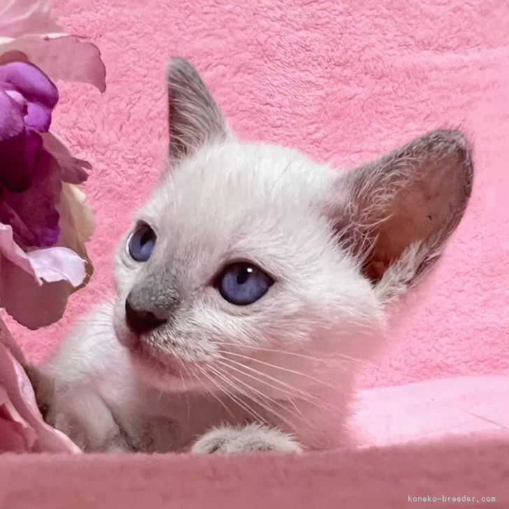 ID:2409-01678の子猫
