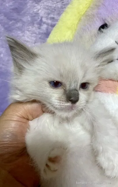 ID:2005-00519の子猫