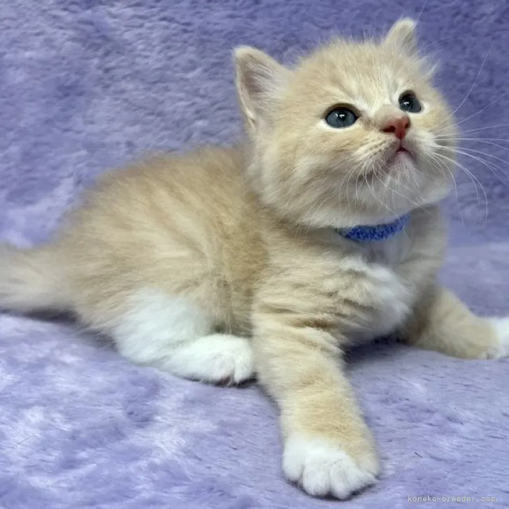 ID：2307-02282の子猫