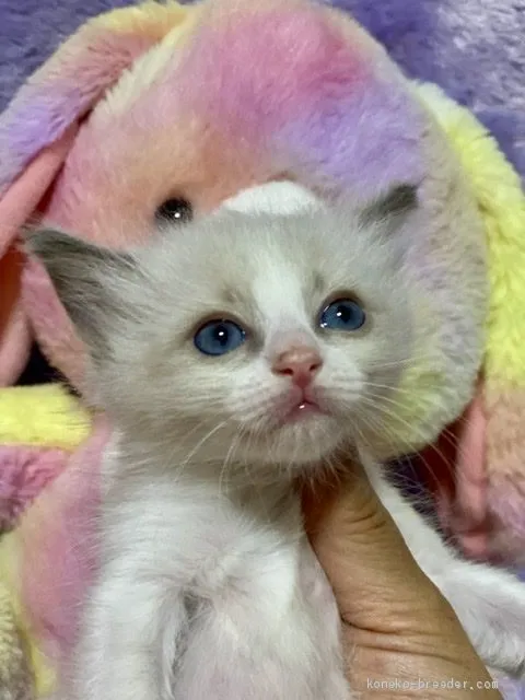 SAFUA 様のお迎えした子猫