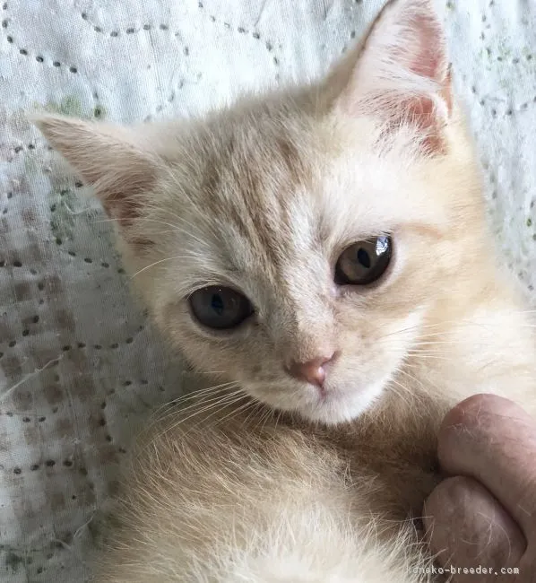 ID:1808-00861の子猫