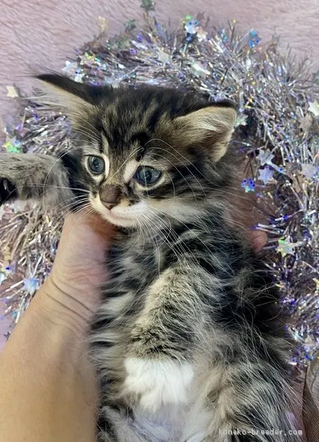 ID:2002-00802の子猫