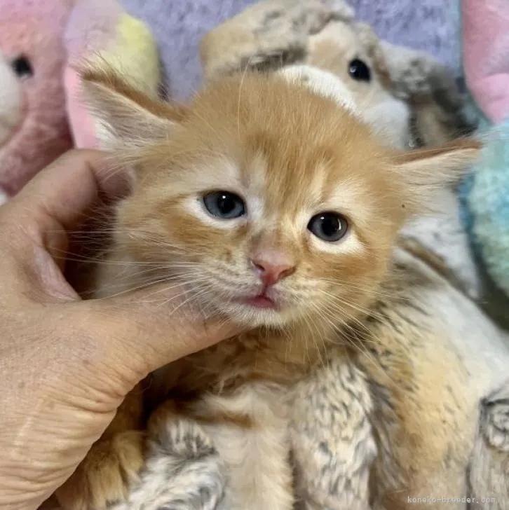 ID：2208-02376の子猫