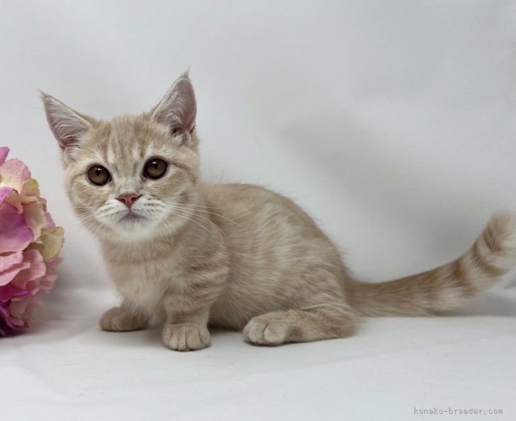 マンチカン【・女の子・2024年3月14日・クリームタビー】