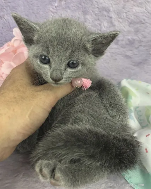 ID：1908-00383の子猫