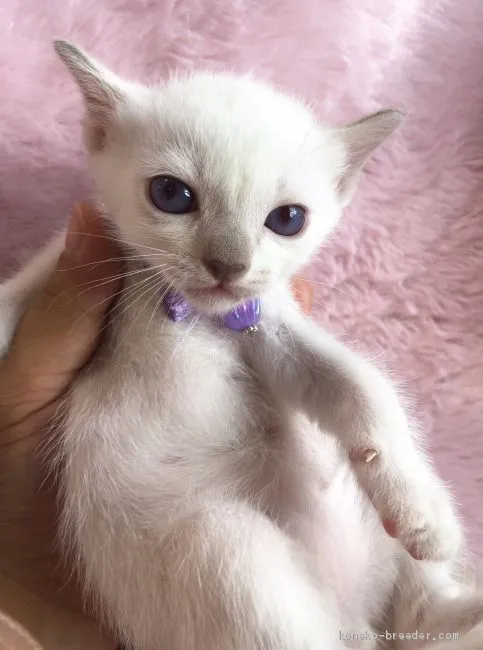 ID：1906-01642の子猫