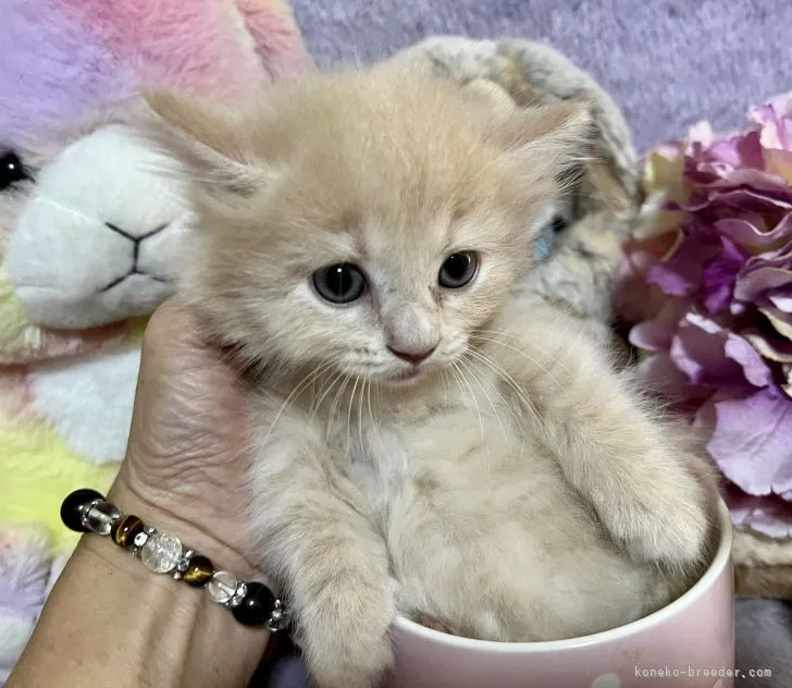 ID：2209-00165の子猫