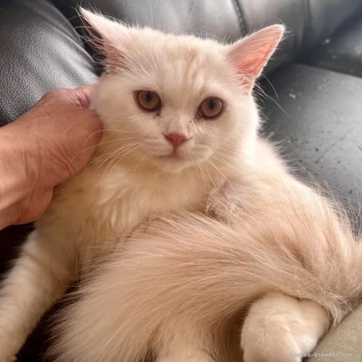 ID:2207-00379の子猫