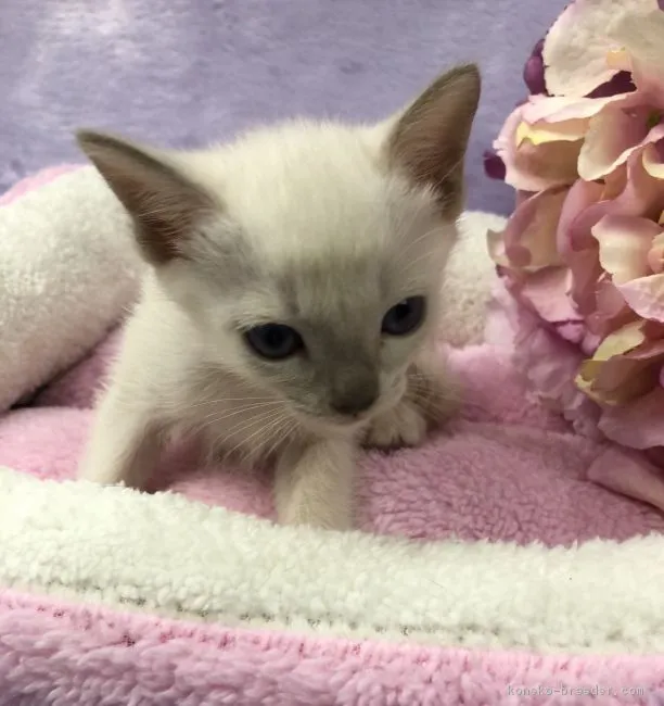 ID：1803-00826の子猫