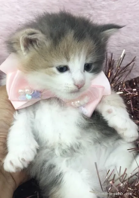 ID：1910-00553の子猫