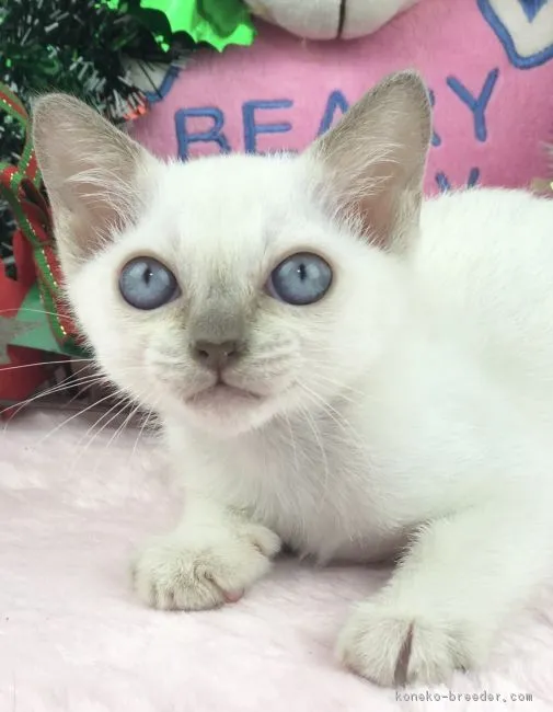 ID:1811-01037の子猫