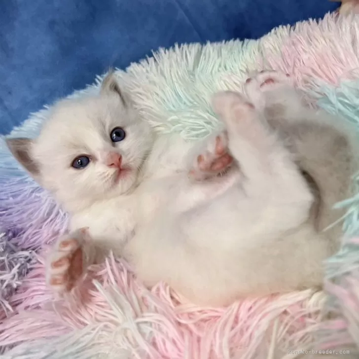 ID：2405-00035の子猫