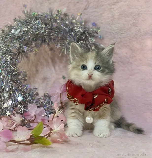 ID:2003-00169の子猫
