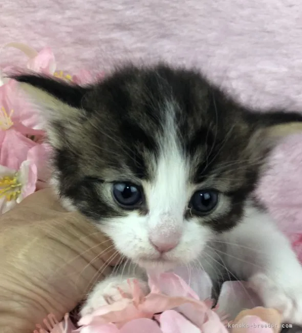 ID:1902-00497の子猫