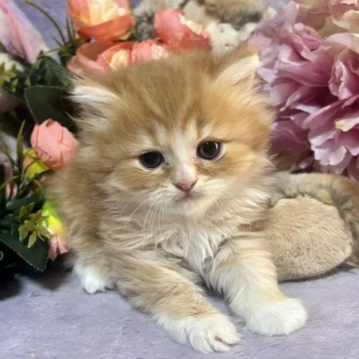 ID：2210-02719の子猫