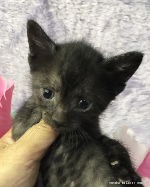 ID：1907-00427の子猫