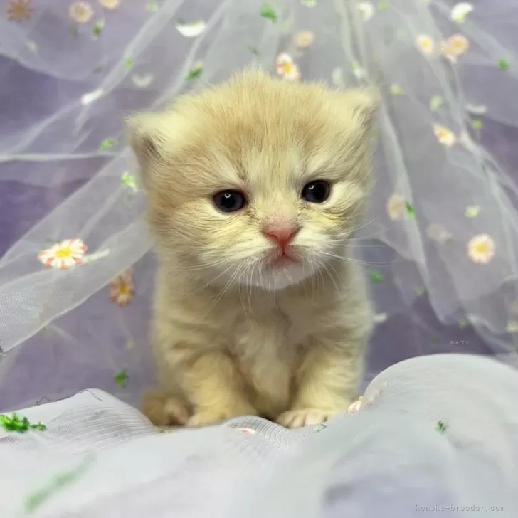 ID：2401-01069の子猫