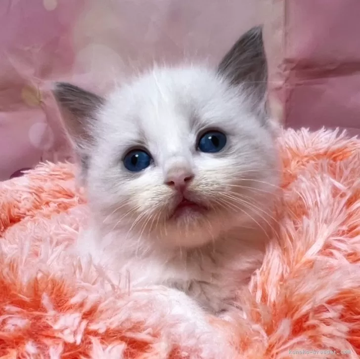 ID：2405-03203の子猫