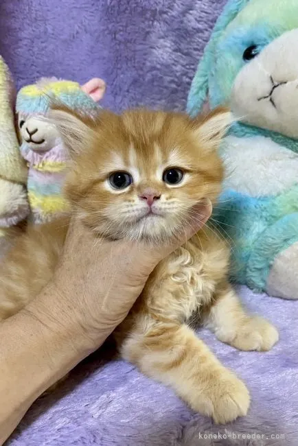 ID:2107-00688の子猫