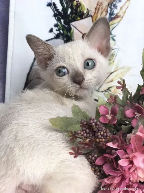 ID：1809-00320の子猫